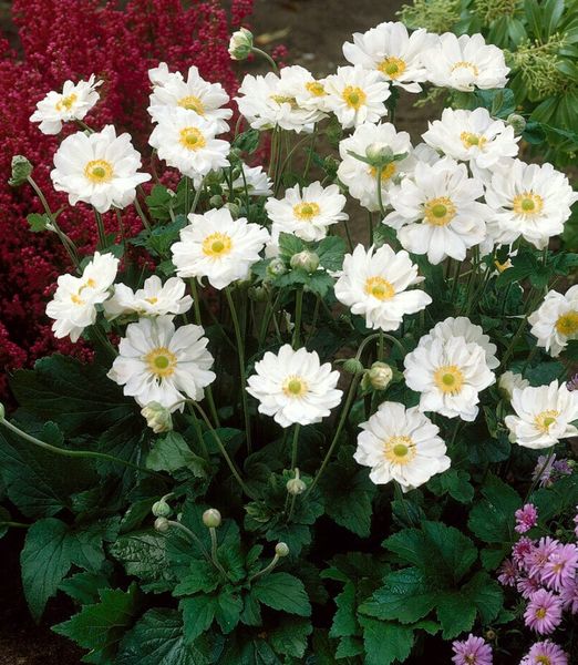 Anemone hybrida 'Whirlwind'